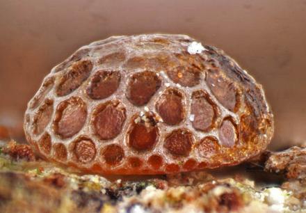Ogyris oroetes