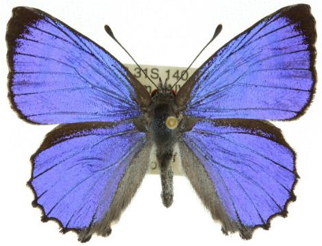 Ogyris oroetes