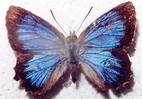Ogyris oroetes