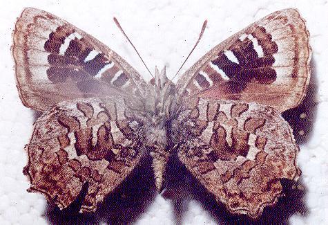 Ogyris oroetes