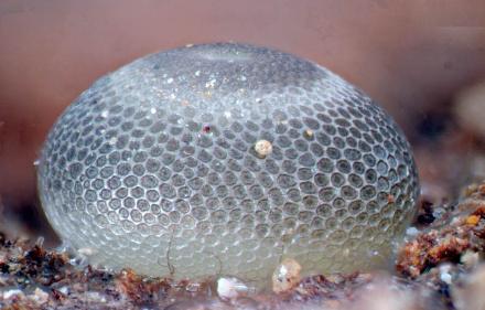 Ogyris otanes