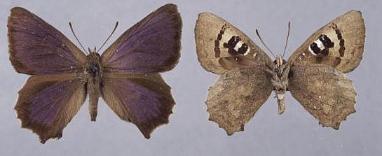 Ogyris otanes
