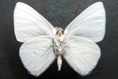 Philiris papuana