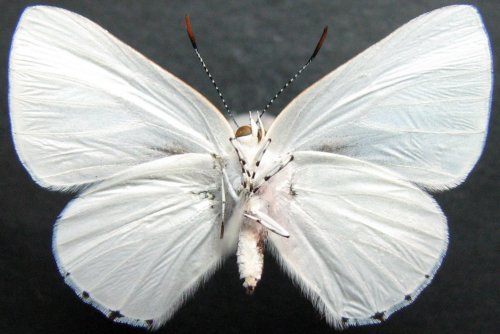 Philiris papuana