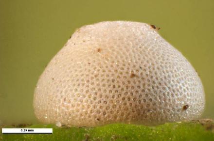 Paralucia pyrodiscus