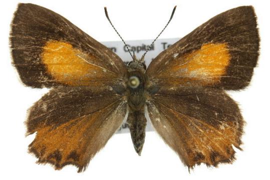 Paralucia pyrodiscus