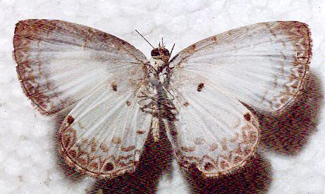 Megisba strongyle