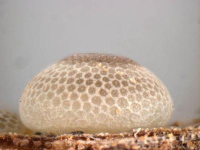 Ogyris subterrestris