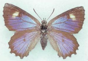 Ogyris subterrestris