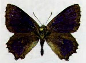Ogyris subterrestris