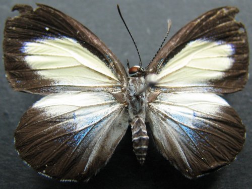 Hypochrysops theon