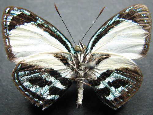 Hypochrysops theon