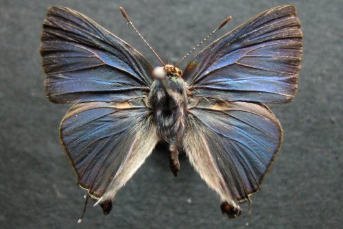 Rapala varuna