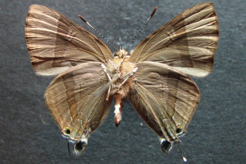 Rapala varuna
