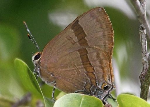 Rapala varuna