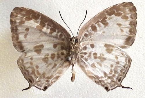 Arhopala wildei