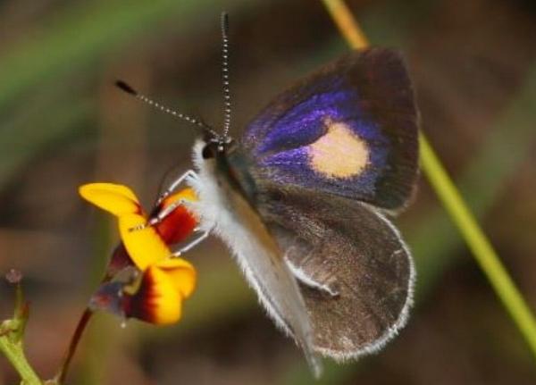Candalides xanthospilos
