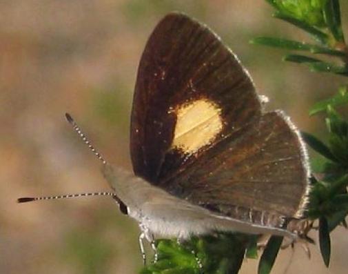 Candalides xanthospilos