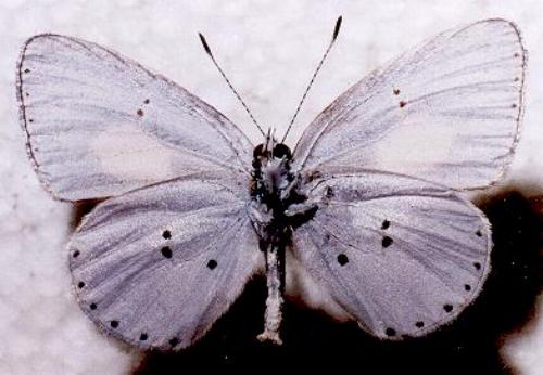 Candalides xanthospilos