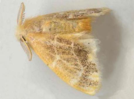Euproctis acatharta