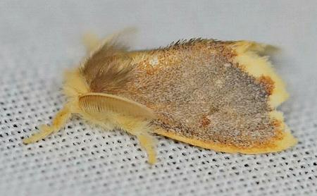 Acyphas amphideta