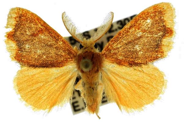Acyphas amphideta