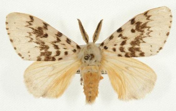 Lymantria antennata
