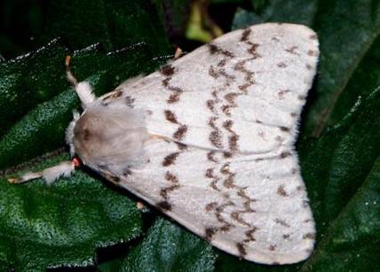 Lymantria antennata