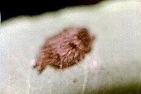 Euproctis baliolalis