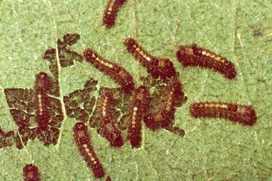 Euproctis baliolalis