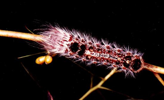 Euproctis baliolalis