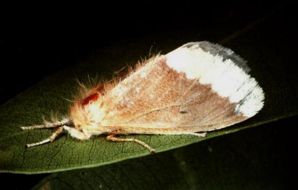Euproctis baliolalis