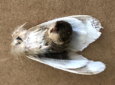 Euproctis baliolalis