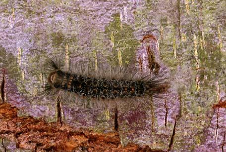 Euproctis baliolalis