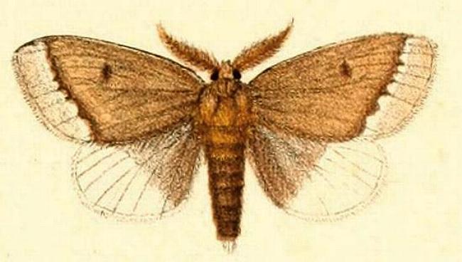 Euproctis baliolalis