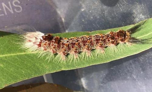 Euproctis baliolalis