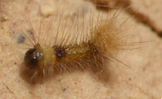 Acyphas chionitis