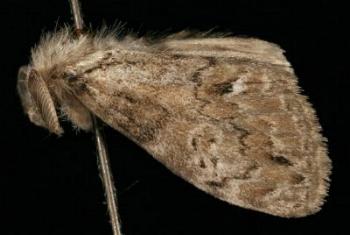Olene dryina
