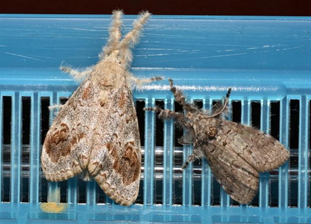 Olene dryina
