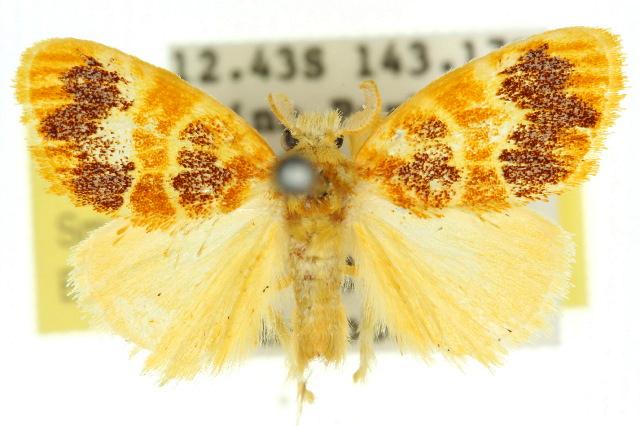Euproctis epaxia