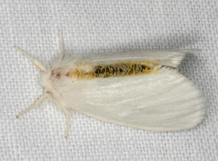 Euproctis euthysana