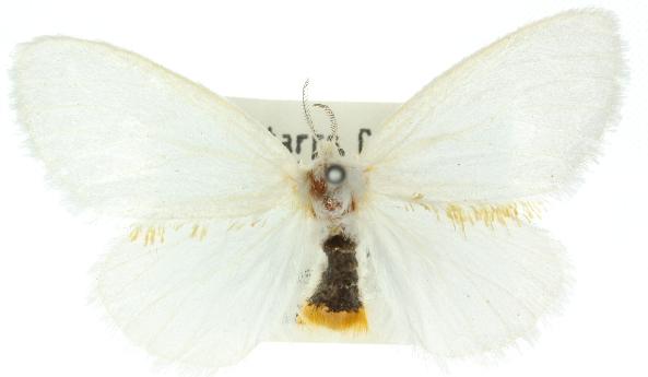Euproctis euthysana