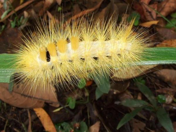 Calliteara farenoides