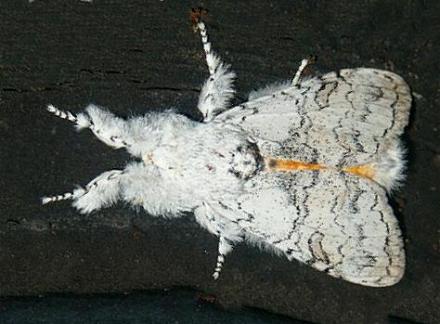 Calliteara farenoides