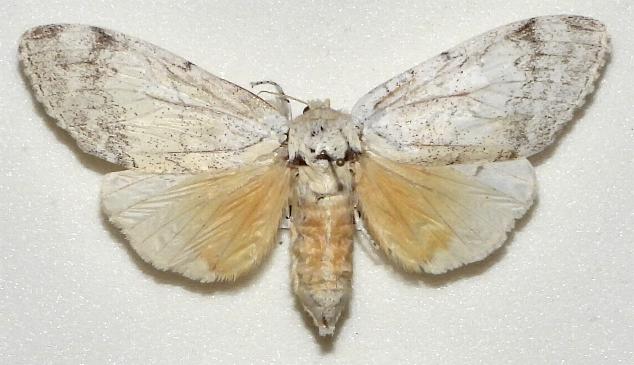 Calliteara farenoides