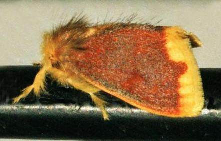 Euproctis fimbriata