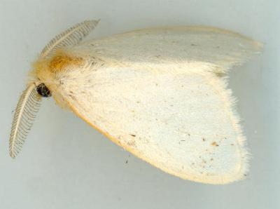 Euproctis fimbriata