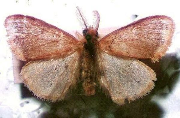 Euproctis fimbriata