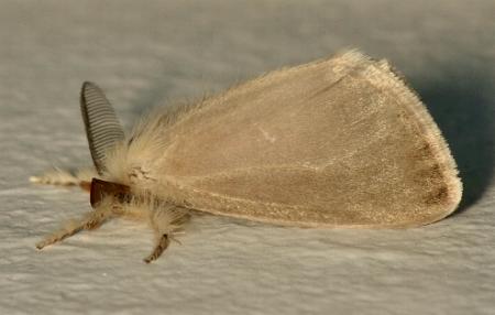 Acyphas fulviceps