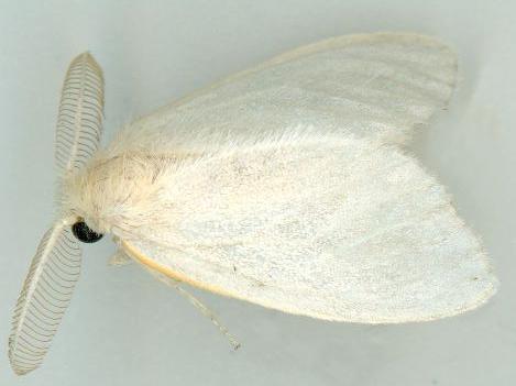 Euproctis galactopis